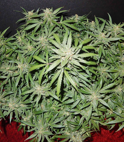 Blue Dream auto fem (FastBuds Seeds) семена конопли