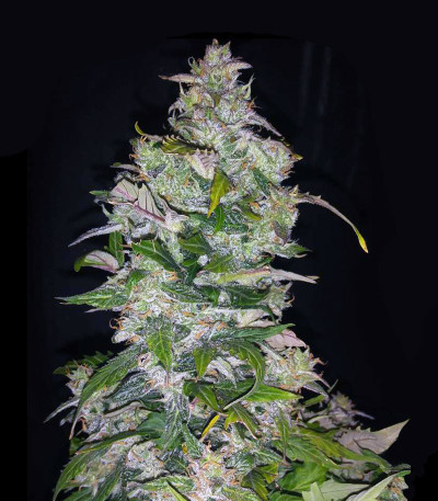 CBD Auto Charlotte’s Angel fem (Dutch Passion) семена каннабиса