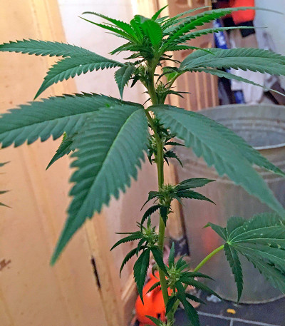 Chemdawg fem (Humboldt Seeds) семена конопли