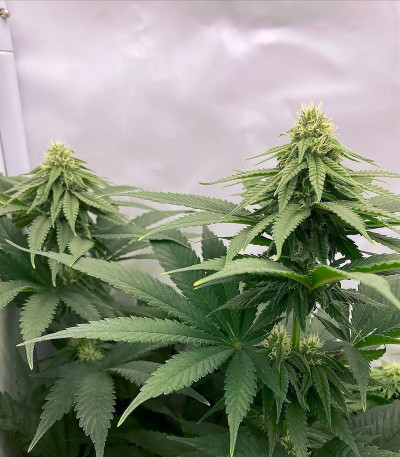 Семена сорта Chemical Bride fem (Green House Seeds)