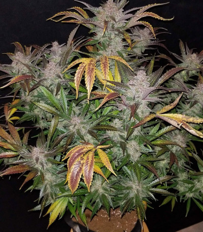 Cream Cookies auto fem (FastBuds) семена конопли
