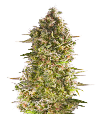 Do-Si-Dos Cookies fem (00 Seeds) семена конопли
