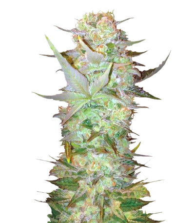 Auto Dubai Poison fem семена конопли