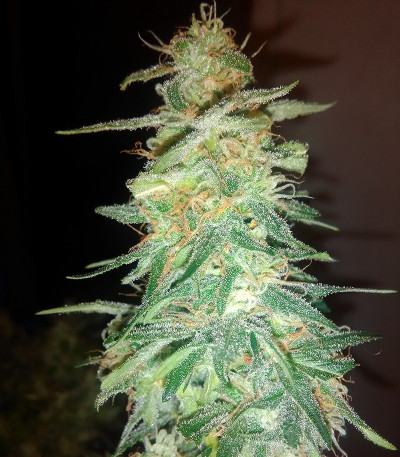 Holy Grail 69 fem (Samsara Seeds) семена конопли