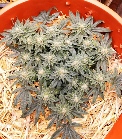 Haze Berry fem (Royal Queen Seeds) семена конопли