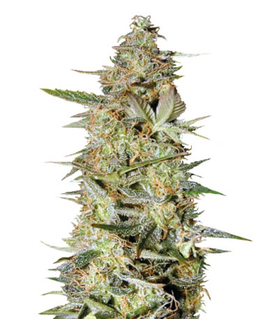 Auto Hindu Kush fem (Bulk Seed Bank) семена конопли