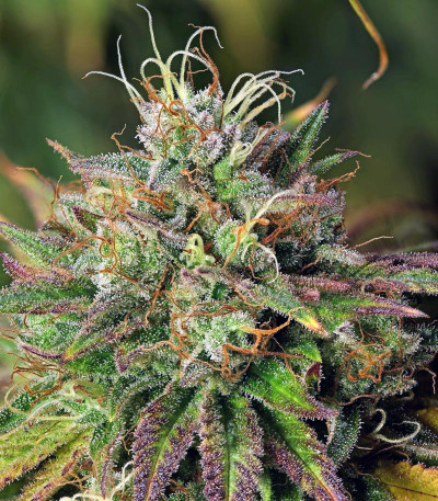 HulkBerry fem (Royal Queen Seeds) семена конопли