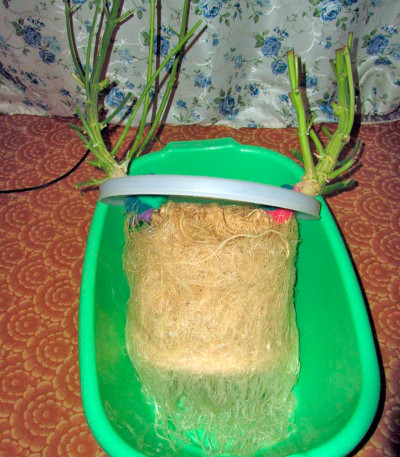 Industrial Plant fem семена конопли