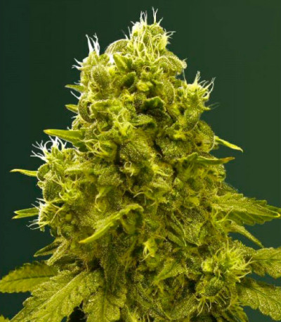 Jack Hammer fem (Victory Seeds) семена конопли