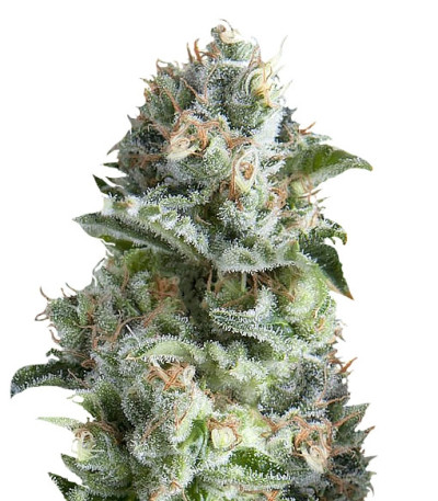 Jack Herer fem (Trikoma Seeds) семена конопли