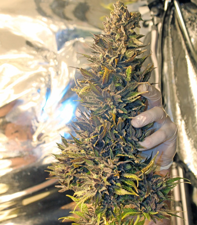 K.O. Kush fem семена конопли