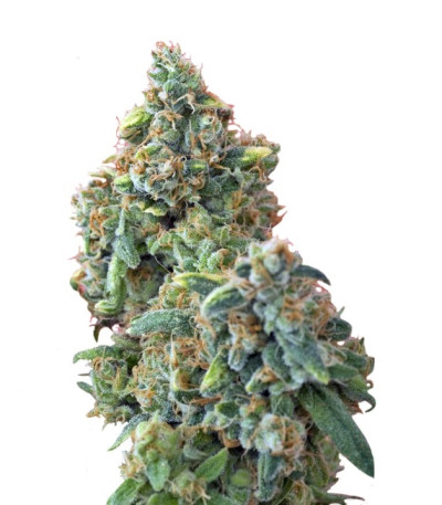 Hindu Kush (Kaya Gold) fem (Nirvana Seeds) семена конопли