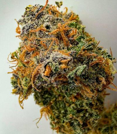 Nuggz R1 fem (Ethos Genetics) семена конопли