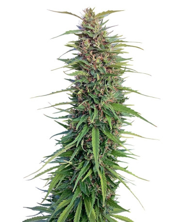 New York Power Diesel fem (Nirvana Seeds) семена конопли