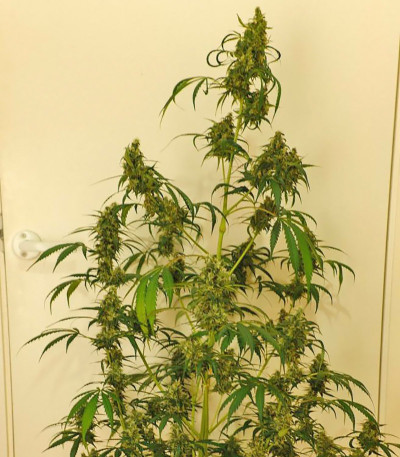 Rock Machine Auto fem (Doctor’s Choice) семена конопли