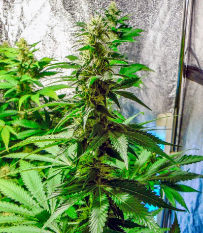 Thai Fantasy Max Auto fem семена конопли