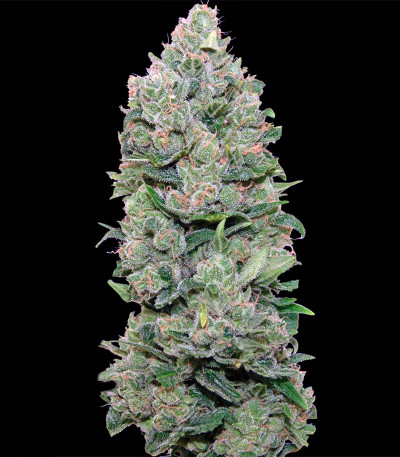 Top Dawg fem семена конопли