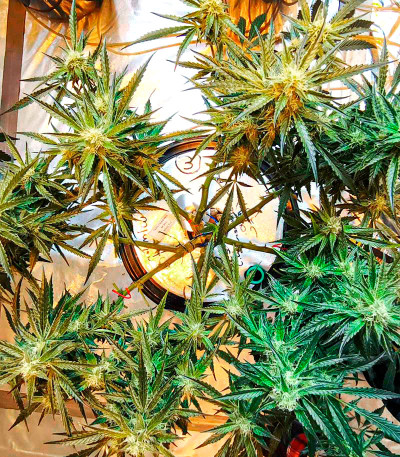 Watermelon Zkittlez Auto fem семена конопли