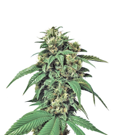 Wreckage reg семена конопли