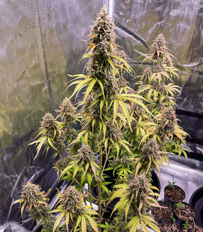 Cherry Cola Auto fem (FastBuds) семена конопли