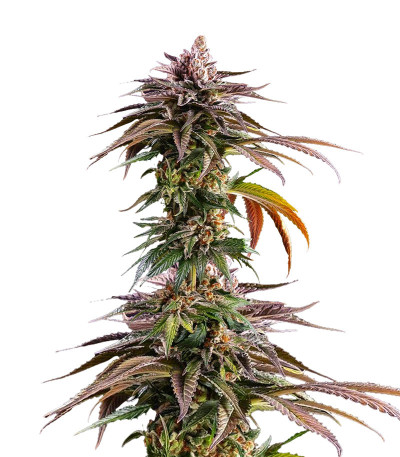 Kush Mintz fem (Barney's Farm) семена конопли