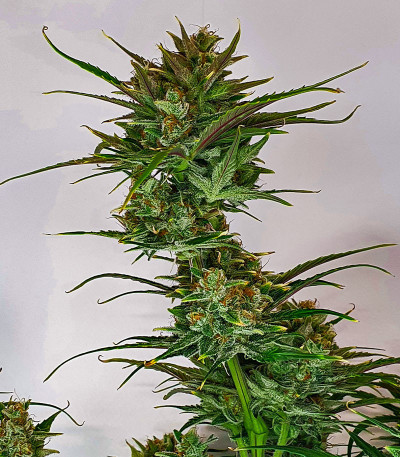 Strawberry Gorilla Auto fem (FastBuds) семена конопли