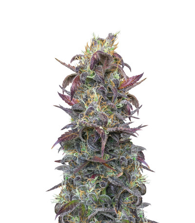 Auto Orange Bud fem (Dutch Passion) семена конопли