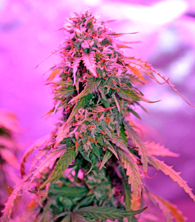 Auto Northern Lights fem (00 Seeds) семена конопли