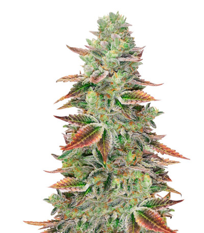 Banana Purp fem (Medical Seeds) семена конопли