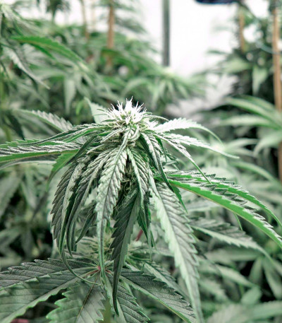 Сорт конопли Big Kush 