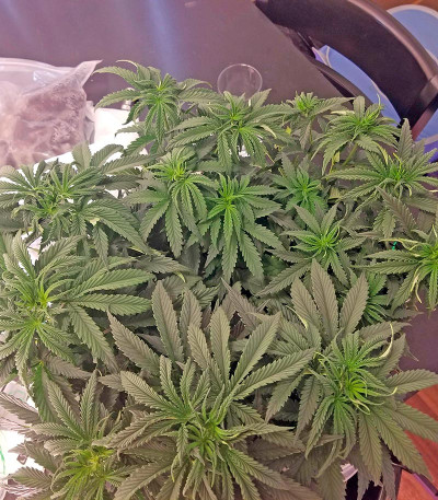 Blackberry fem (Nirvana Seeds) семена конопли