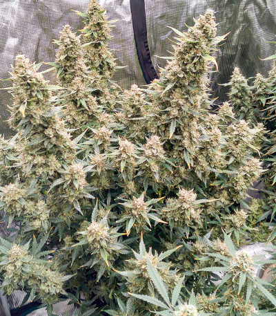 Blue Acid Auto fem (Kalashnikov Seeds) семена конопли