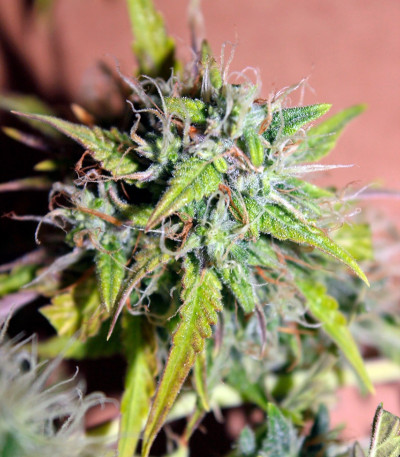 Auto Blueberry Berry fem семена конопли