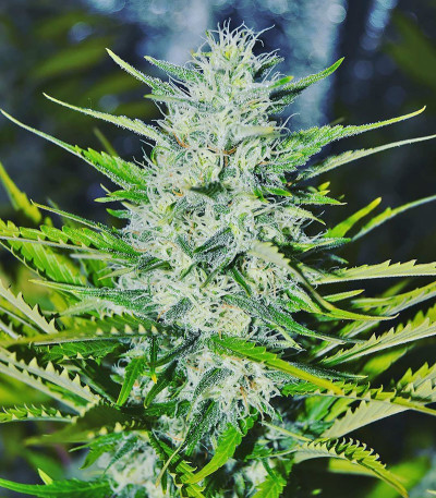 Buddha Kraken fem (Buddha Seeds) семена конопли