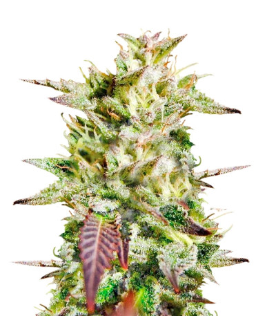 Caramelo reg (Delicious Seeds) семена конопли