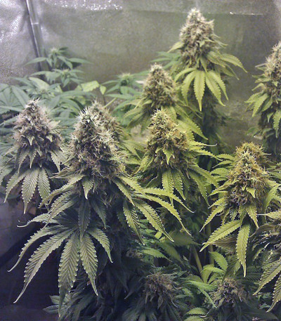 Семена конопли California Hash Plant