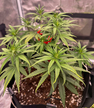 Candy Store RBX fem (Ethos Genetics) семена конопли