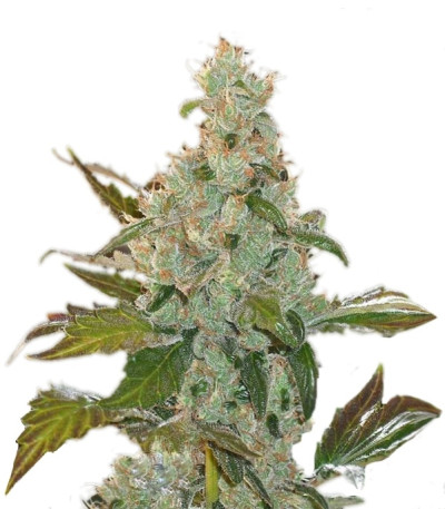 Cheese fem (Green House Seeds) семена конопли