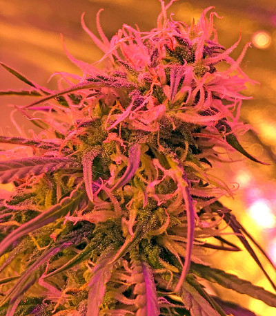 Сорт марихуаны Cheese Autoflowering