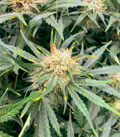 Critical XXL Auto fem (Herbies Seeds) семена конопли