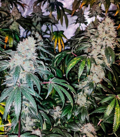 Gary Payton fem (Barney's Farm) семена конопли