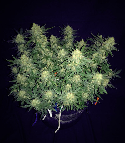 Gelato Auto fem (Herbies Seeds) семена конопли