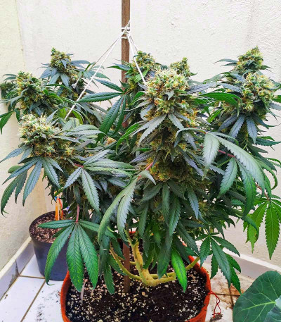 Gorilla fem (00 Seeds) семена конопли