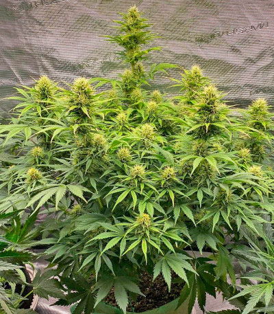 Grandmommy Purple Auto fem (Herbies Seeds) семена конопли