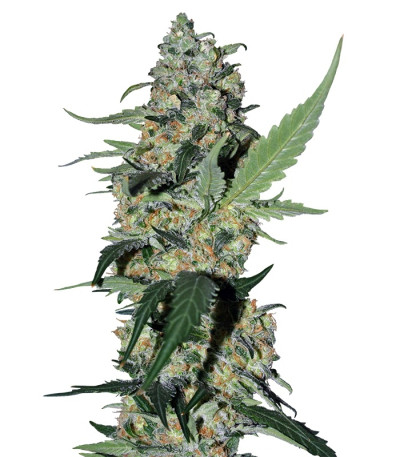 Green Poison fem (Sweet Seed) sсемена конопли