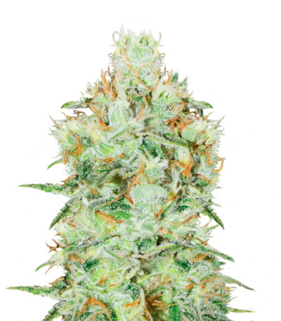 Jägg Kush fem (Delicious Seeds) семена конопли