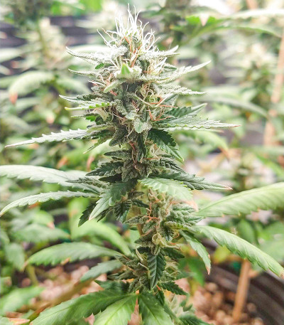 K-2 fem (Nirvana Seeds) семена конопли