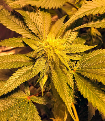 Mango Sapphire fem семена конопли