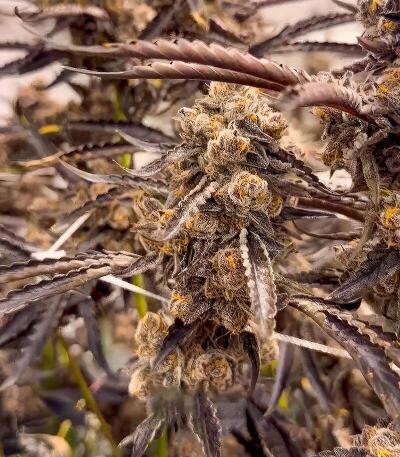 Mellowz fem (Compound Genetics) семена конопли