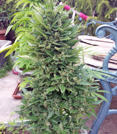 Mikromachine Auto fem семена конопли